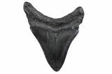 Fossil Megalodon Tooth - South Carolina #370450-1